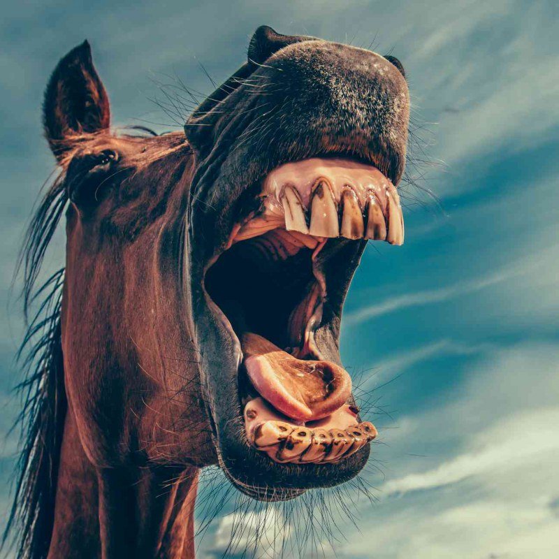 mikael-kristenson-27943